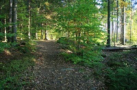 Smålandsk skov